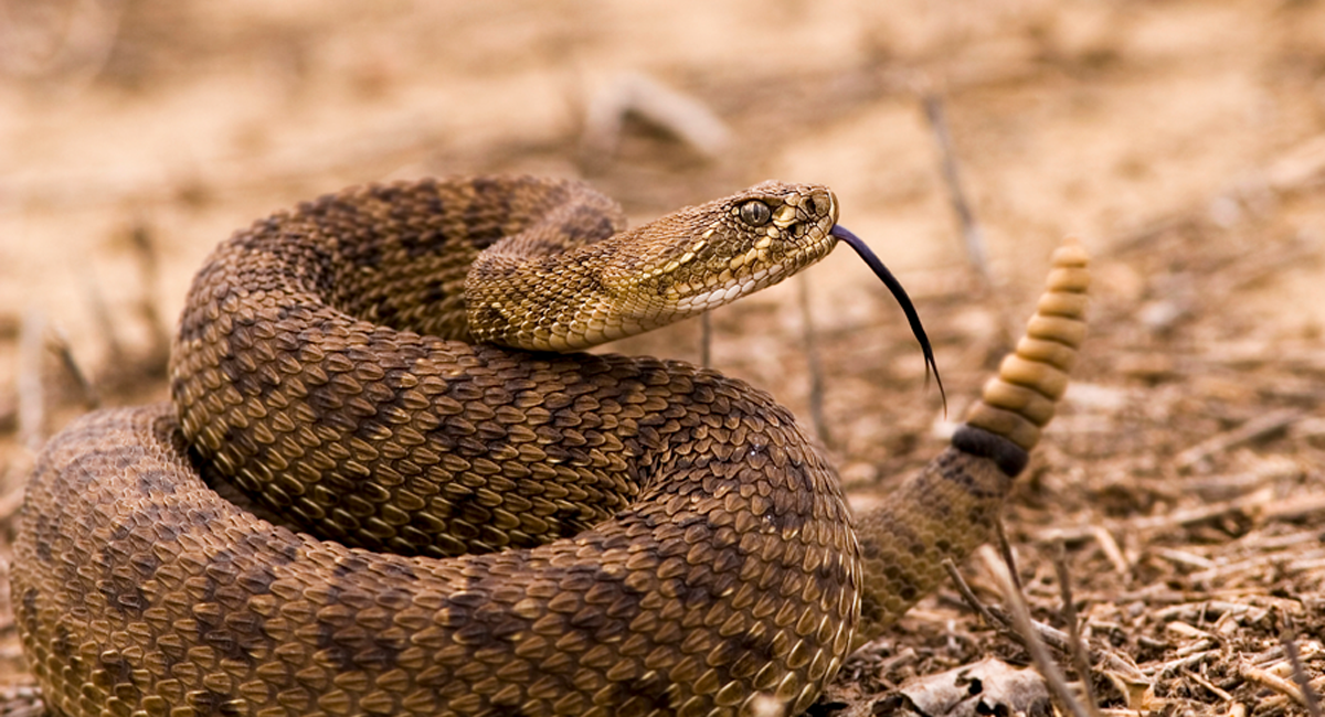 What to do if you're bitten by a rattlesnake | UCI Health | Orange County, CA